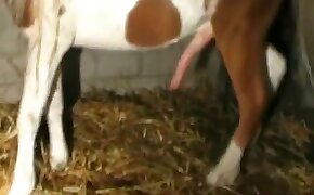 horse sex, zoophilia fuck porn