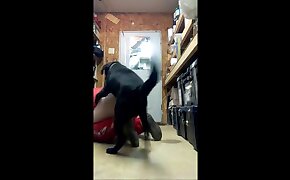 dog bestiality, fucking with animals