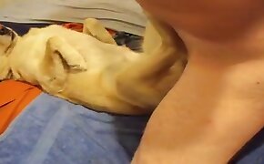 gay bestiality, animal porn