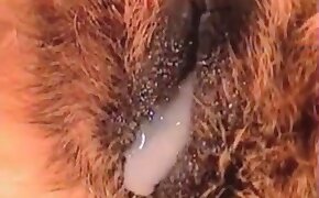 animal porn, sex with animals