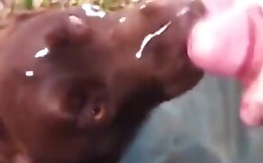 zoophilia fuck porn, females