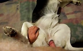 guy fucks animal, zoophilia fuck porn