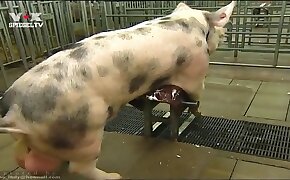 beastiality videos, zoo porn videos