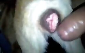 recarga jogo garena oficial - guy fucks animal, zoophilia fuck porn